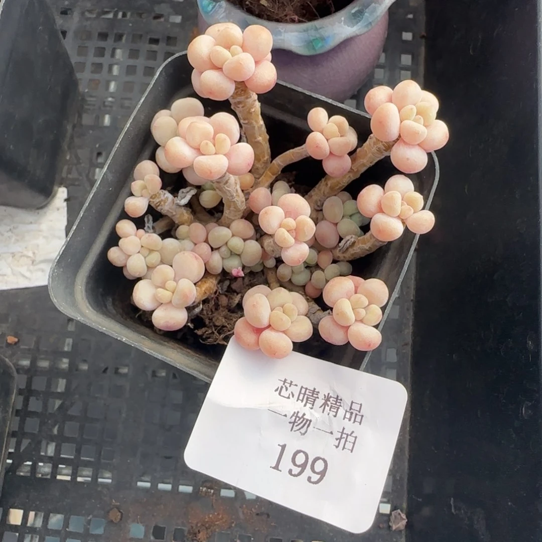 多肉很小看清楚下单拒绝非品质售后199