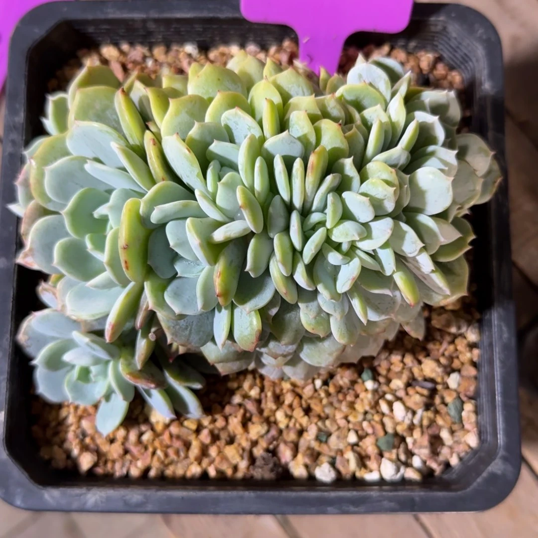 四***花11111111111111111111111