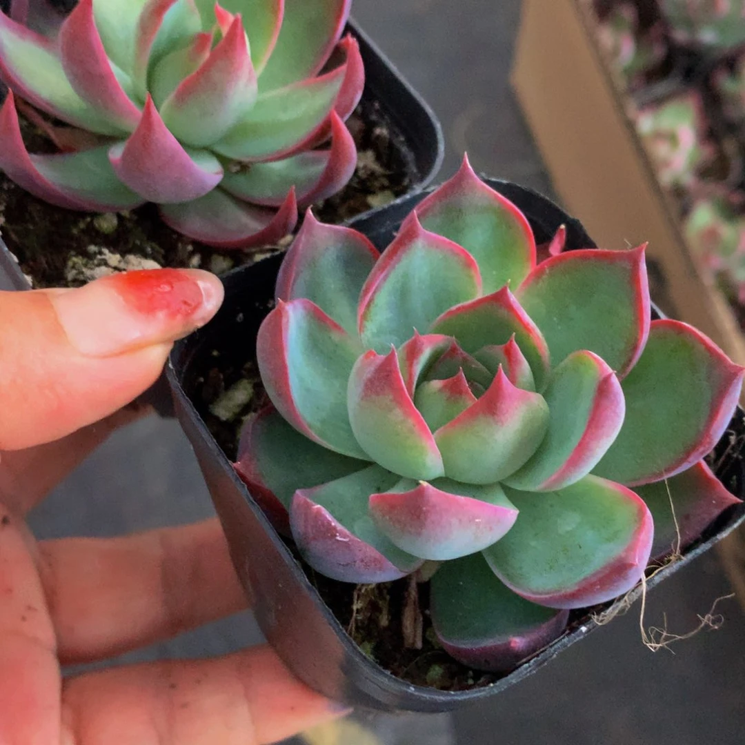 惊鸿仙子 宽 （满9.99包邮不满9.99发叶子）