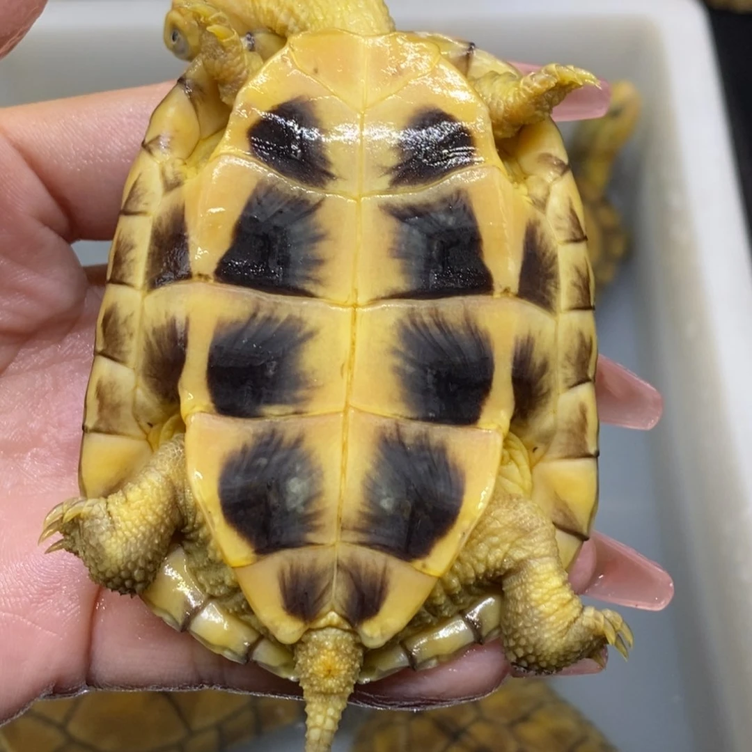 马***辰母绿毛龟黄喉小青龟本土国龟