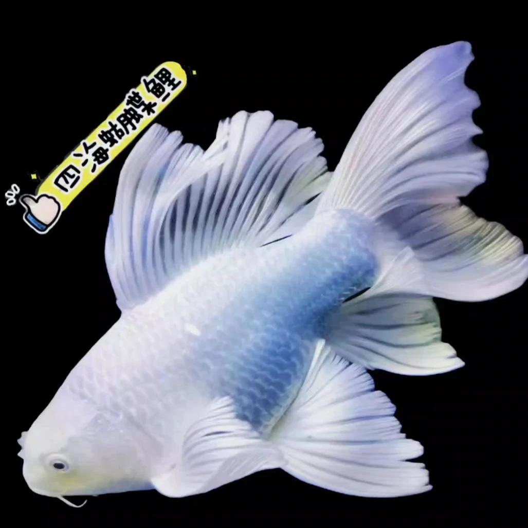 蝴蝶鲤红蝴蝶鲤普身蝴蝶鲤墨蝶贵妃蝴蝶鲤球体蝴蝶鲤观赏鱼冷水鱼