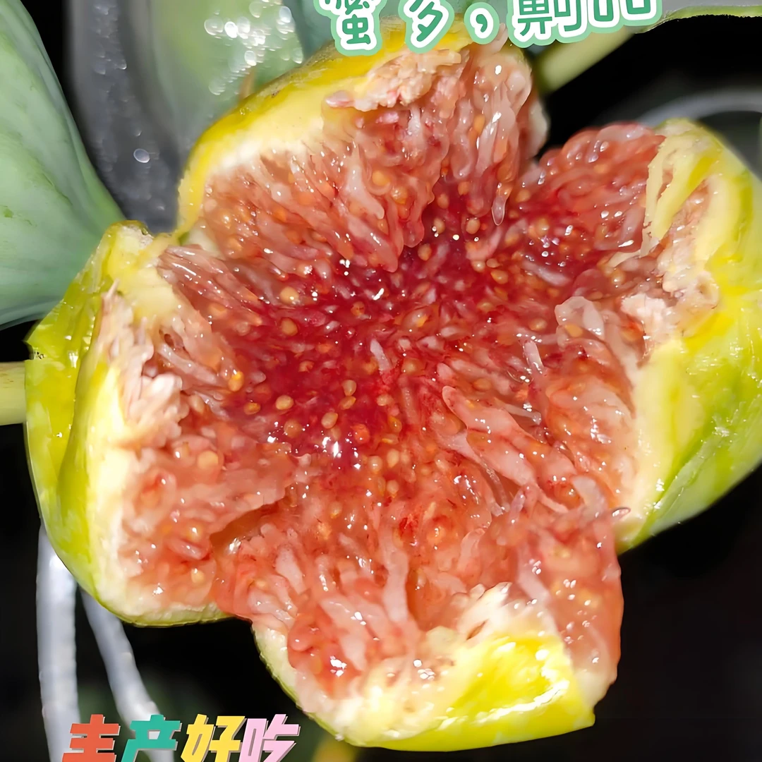 青皮无花果