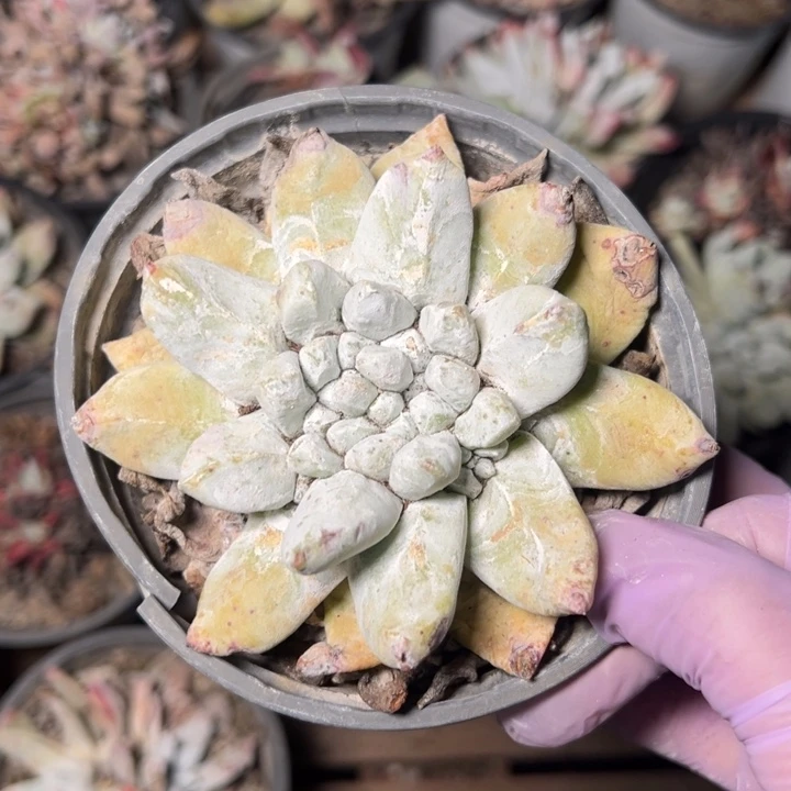 455哈哈哈哈哈哈哈哈