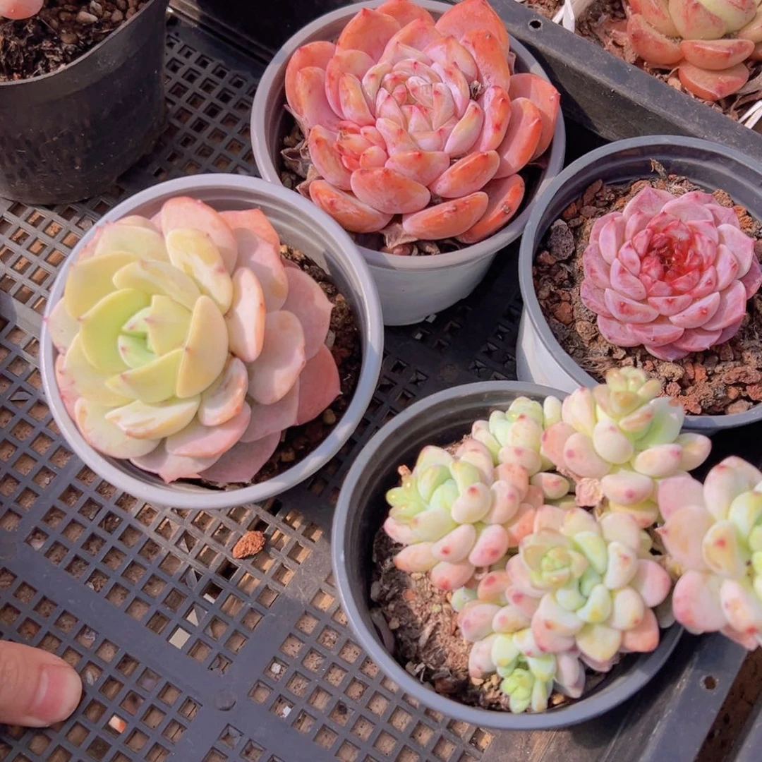 五福临门限时返场