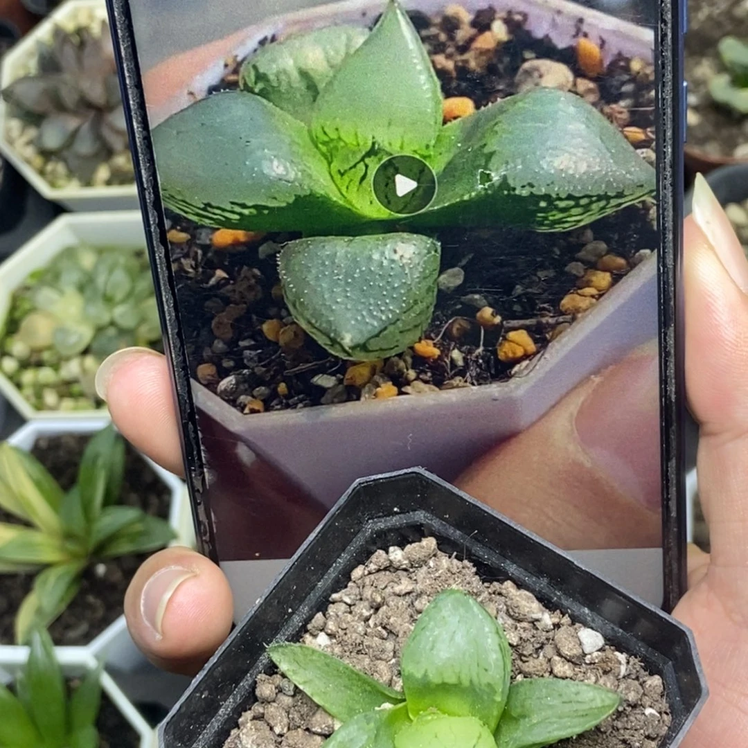 裹般若实生1号一物一拍