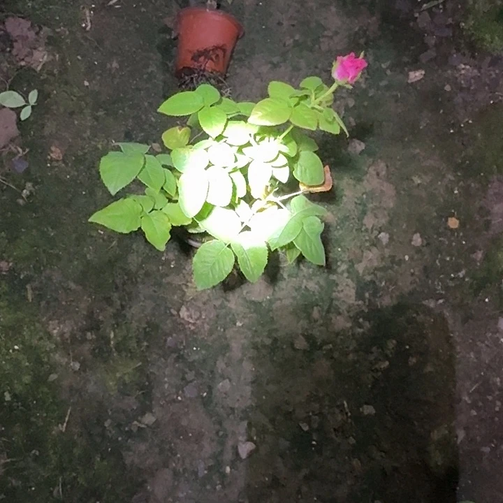 无花朵盲盒扦插小苗