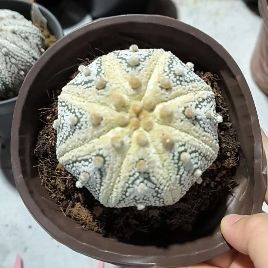 实生兜一物一拍7.3cm
