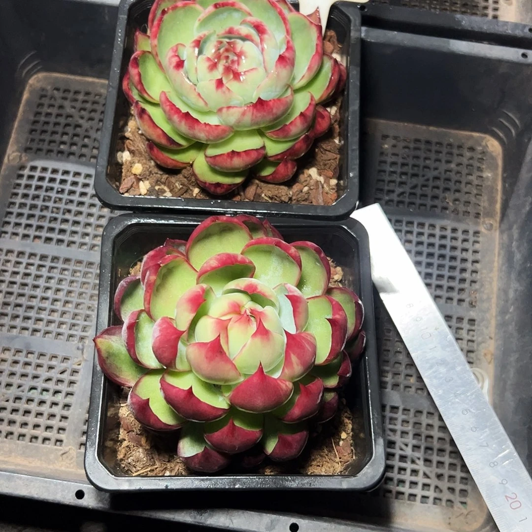 惊鸿仙子两颗5012号