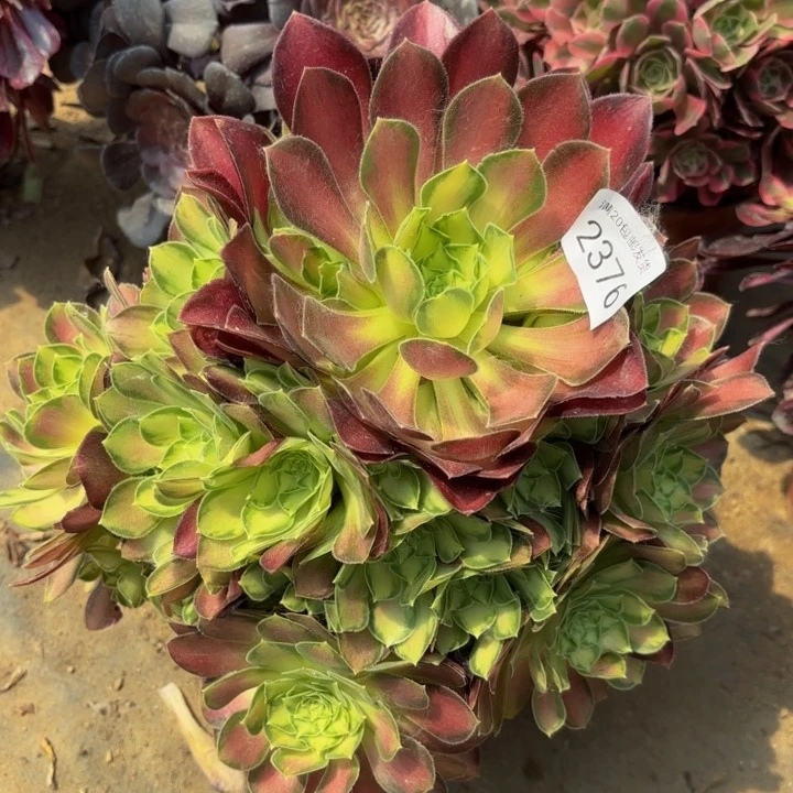 韶华多肉处理不包断头2376