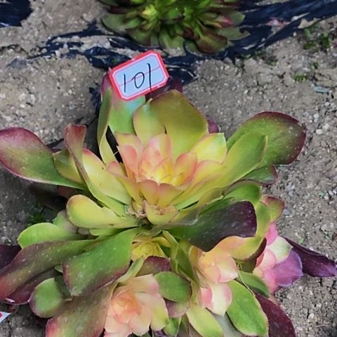 贵妃捧花法师法师101