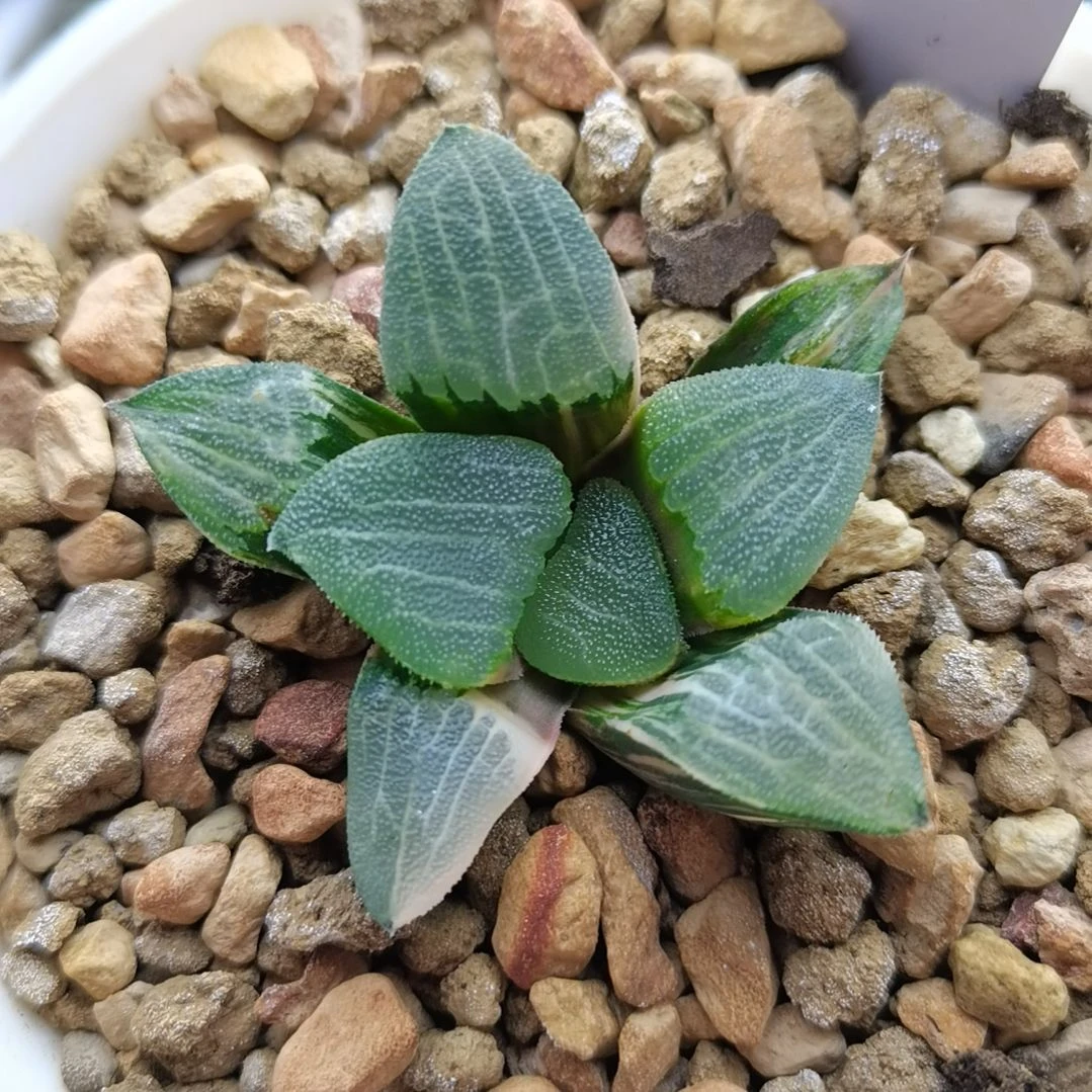 221号丸叶克锦一物一拍带盆土发货