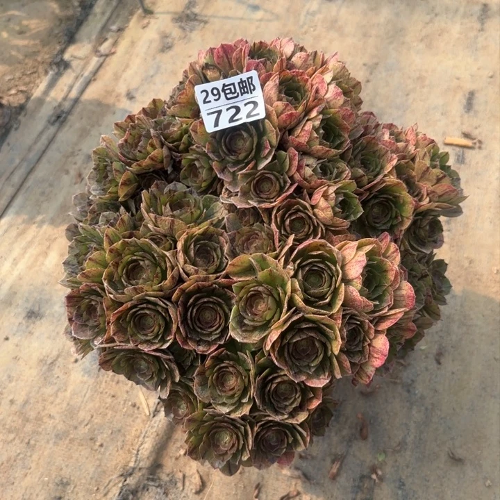 万拉丝……多肉植物……