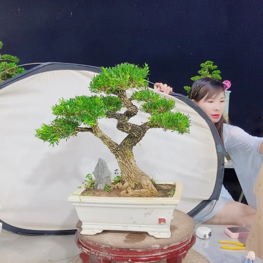 无花朵广东皱皮雀舌黄杨