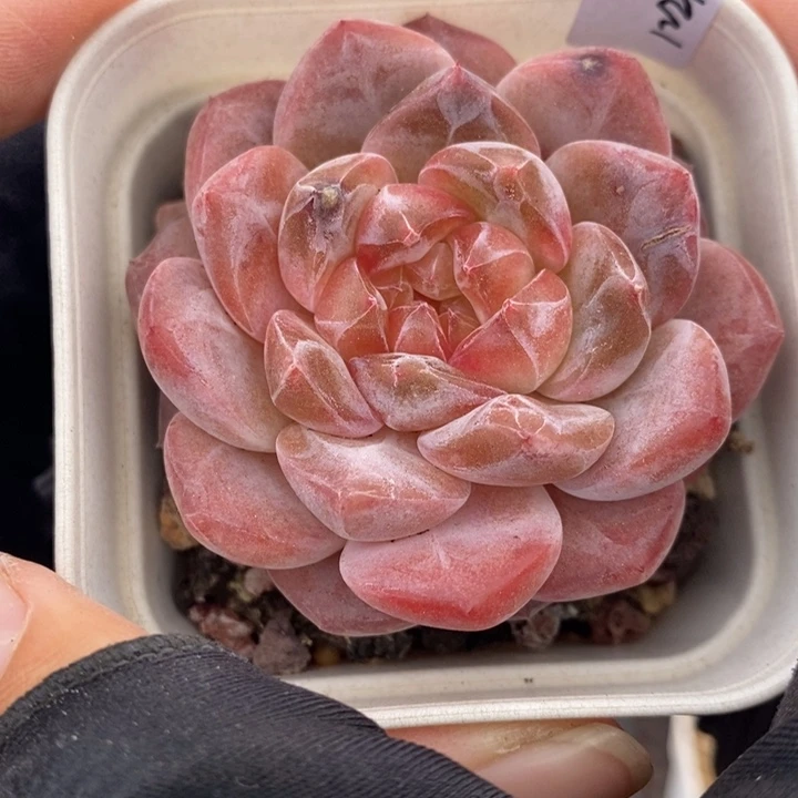 1221-585，粉魄多肉