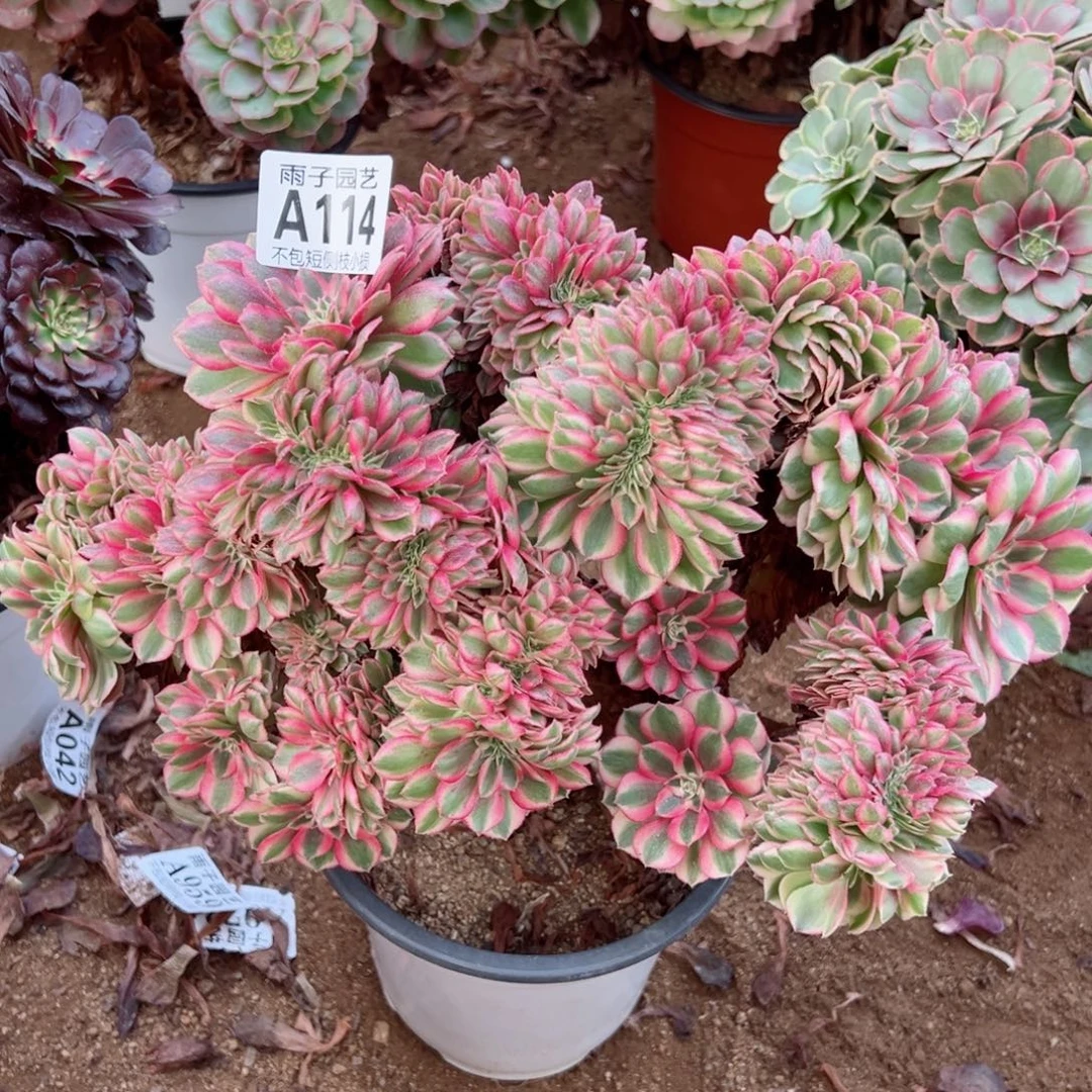 114倾城缀化尺寸40左右