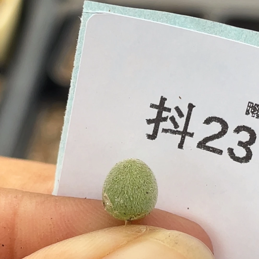 23-17宝辉多肉植物