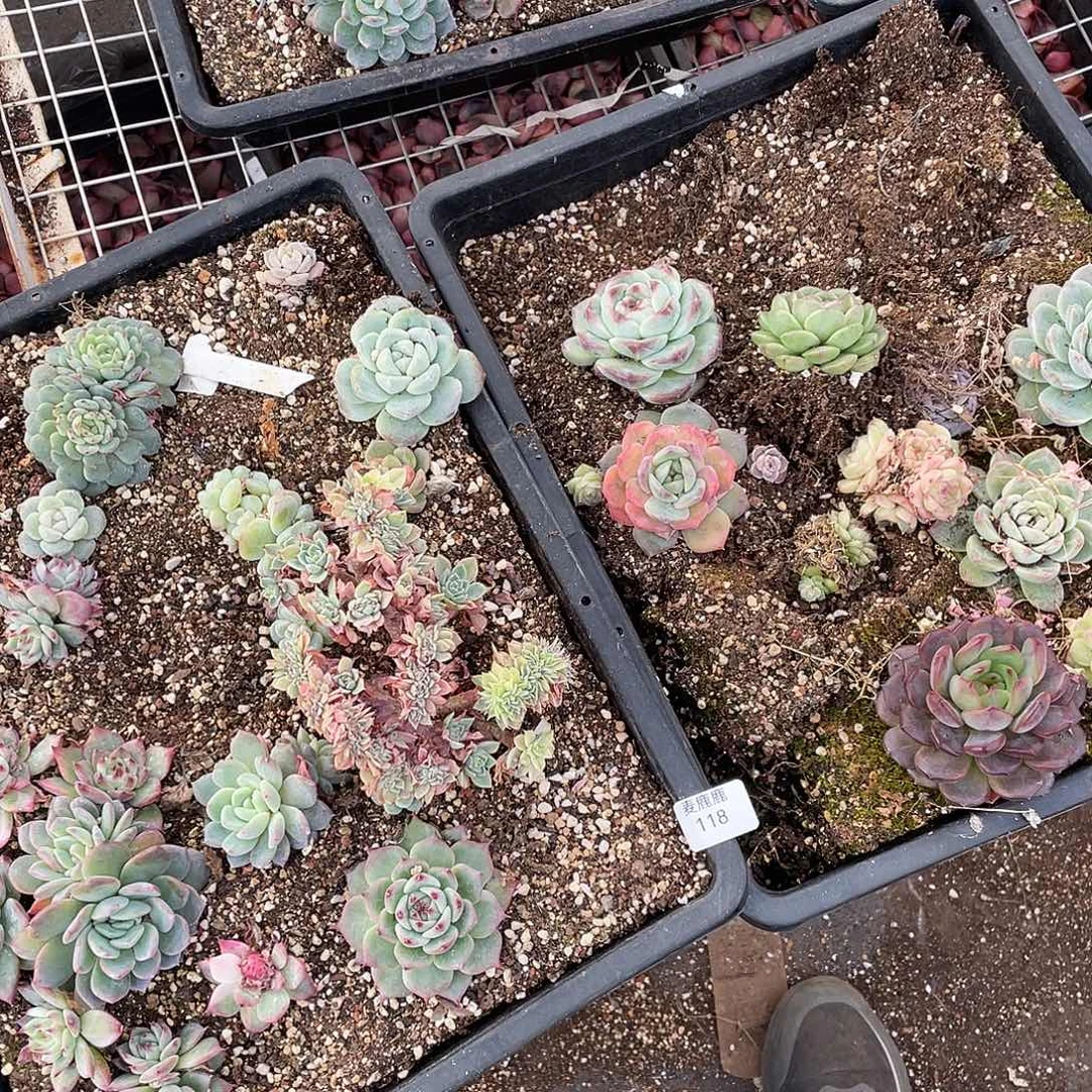 爱***姐118 定。        切盒发货。