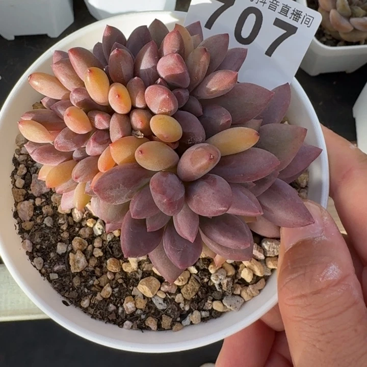 桃花源缀化       精品多肉