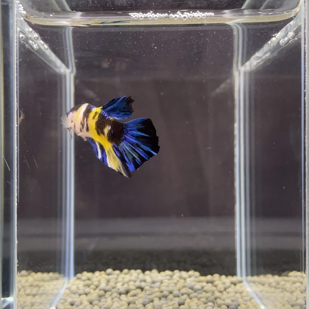 斗鱼2号波妞小蜜蜂公