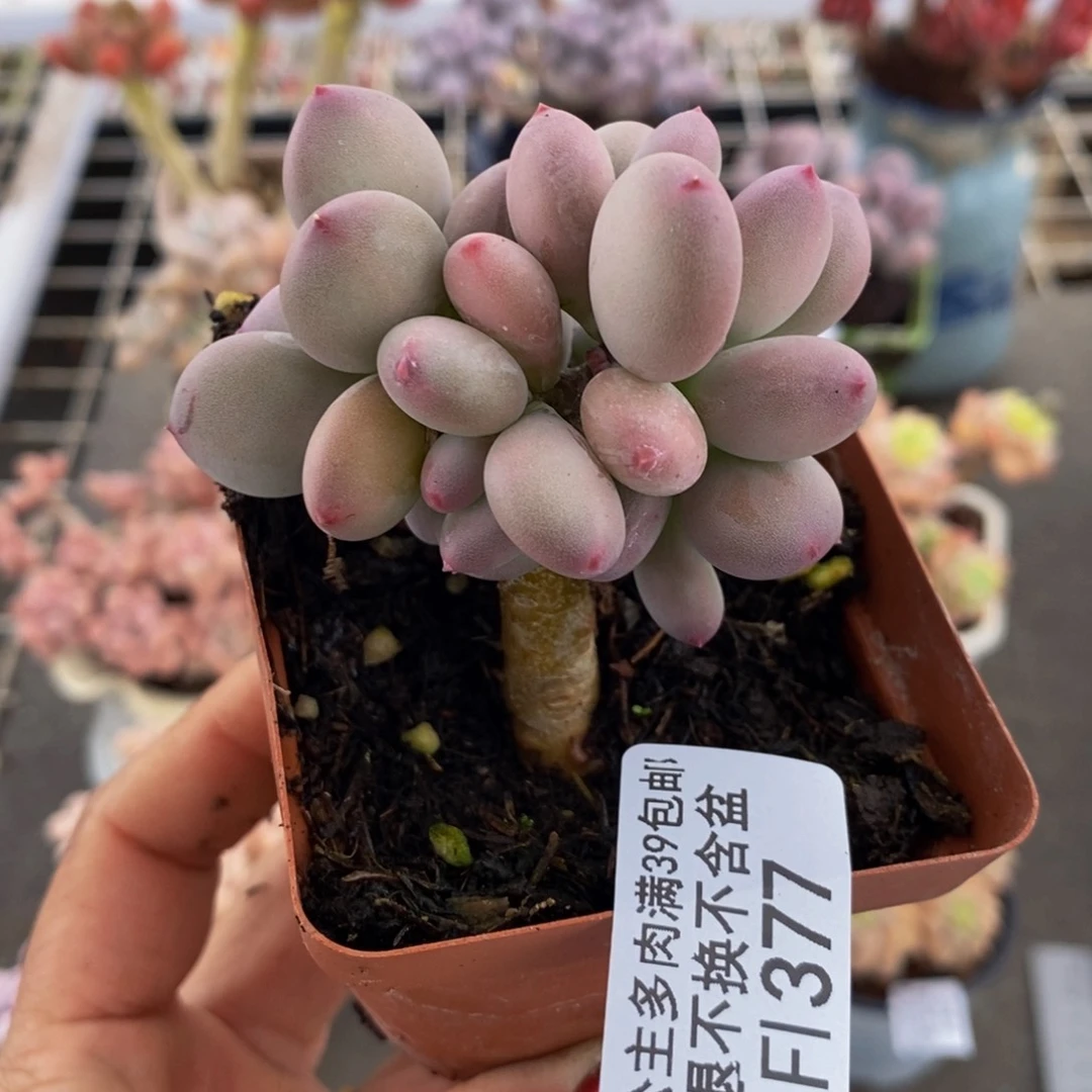 苹果奶377/5cm叶片发黄