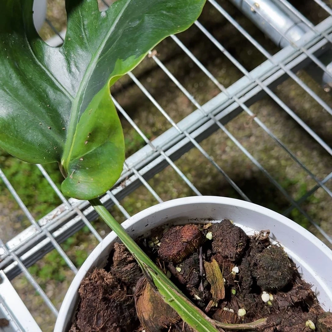 赞***Y无花朵龟背竹一物一拍