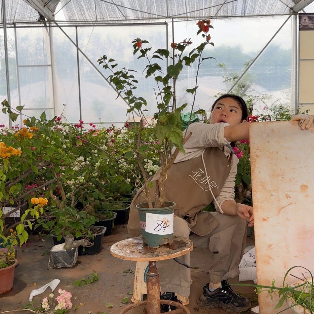 大部分花苞少量开放金色光辉 84