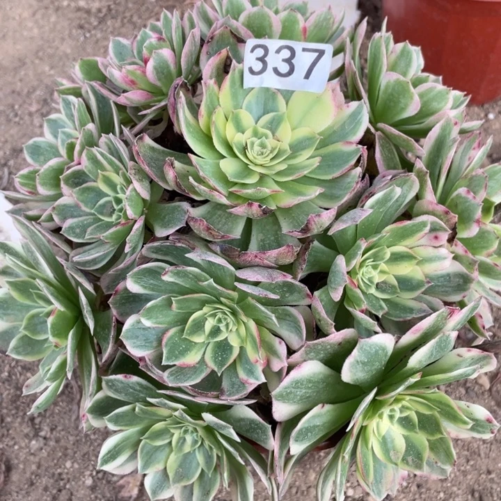 完全开放337多肉植物海仙