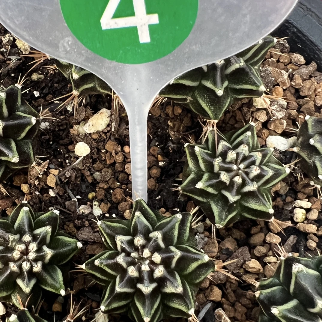 花友专拍 泰系米哈 黑骑士