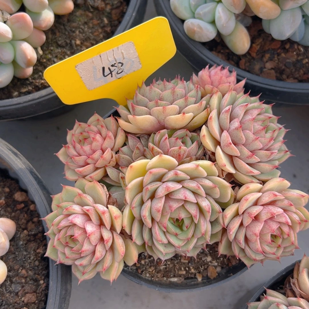 福利来了来了来了来