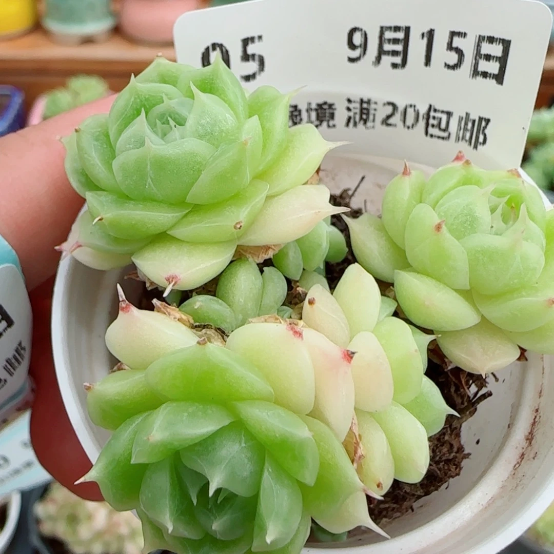 花语逸镜0915-95散