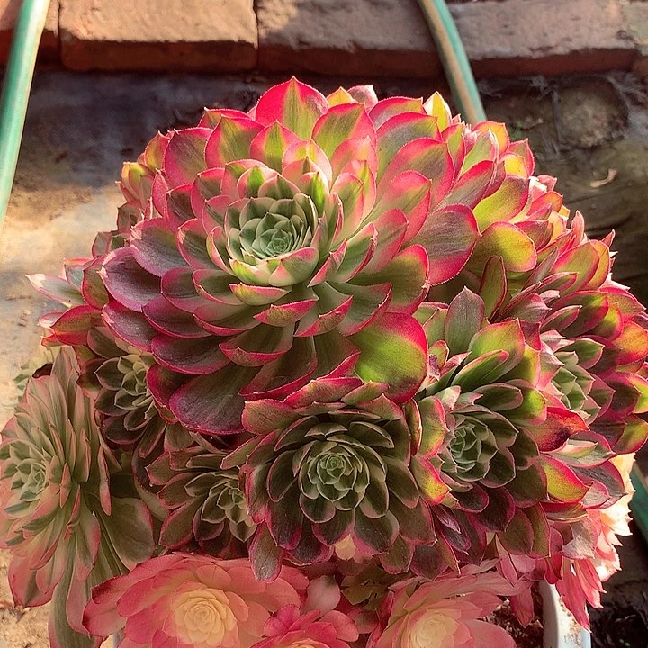 海王捧花，多肉植物