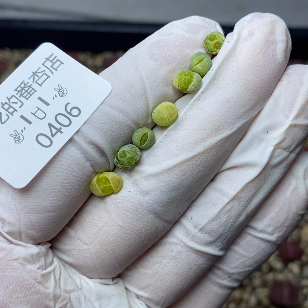 0406。零下拍保温。很小！绿菊