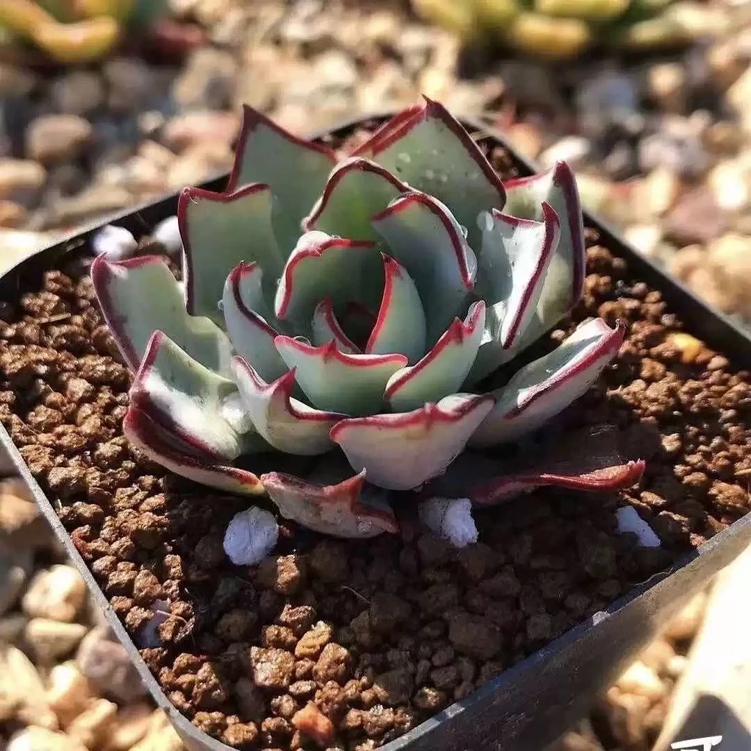 剑司诺娃4-5cm【满9.9包邮】多肉植物以直播间展示为主