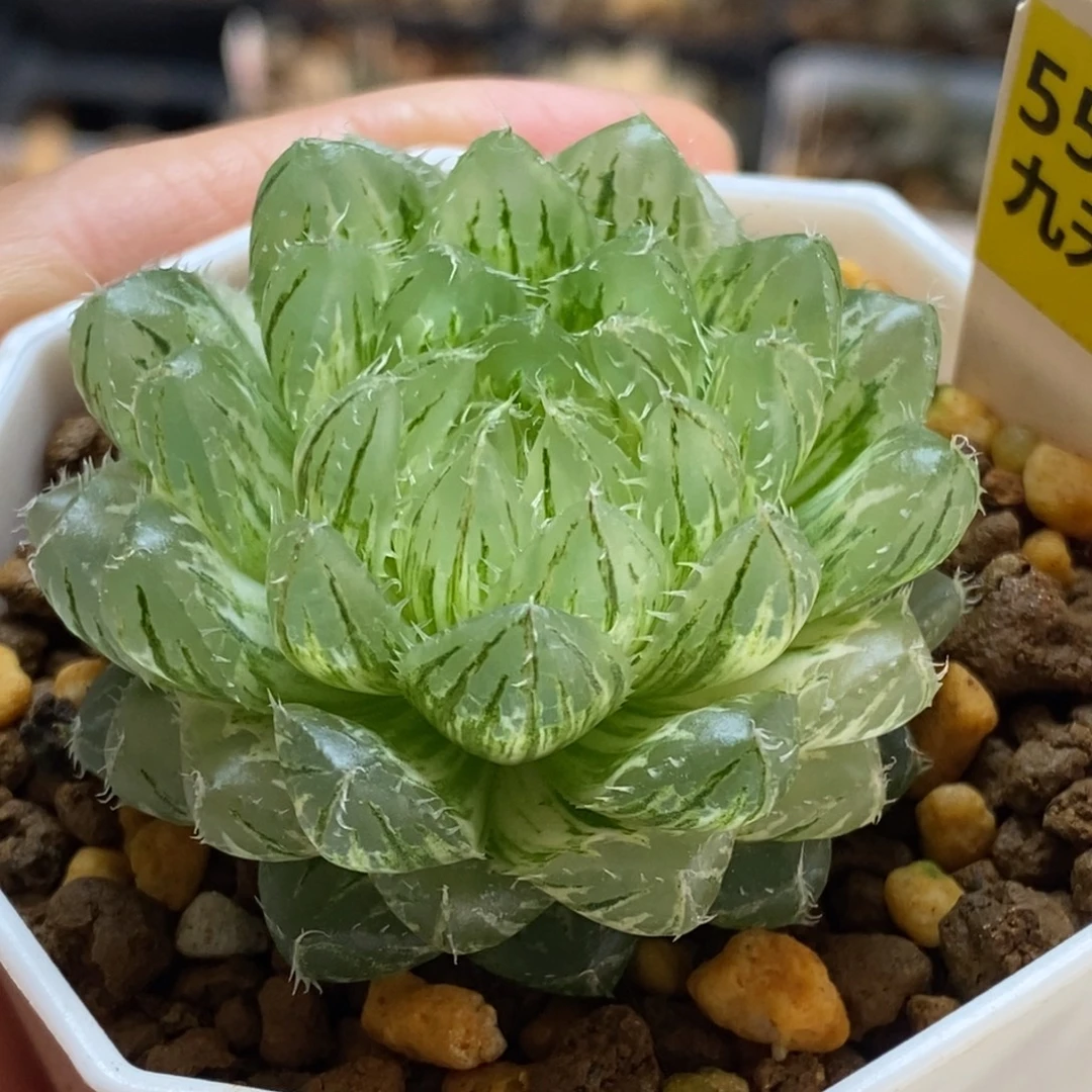 554号翠云玉露锦多肉
