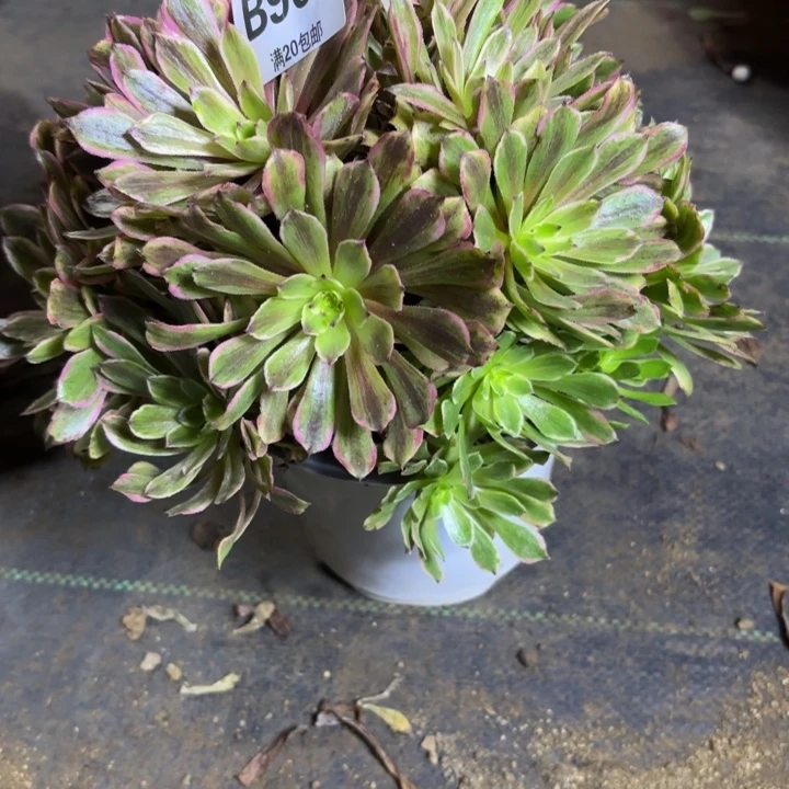 瑞妈，，。。。。967。粉黛，