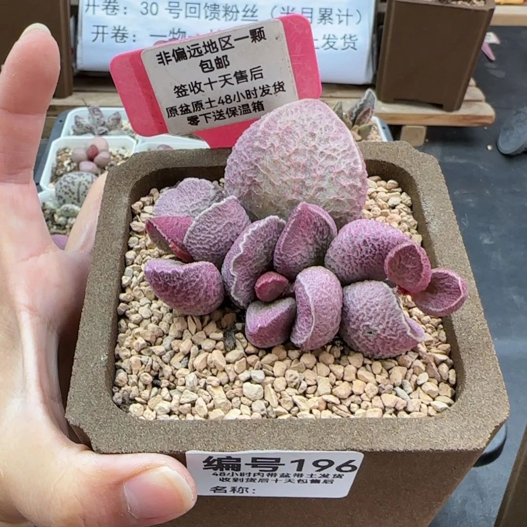 196哈莫猪肝多肉