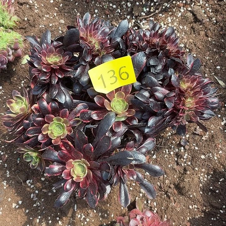 多肉植物福利136