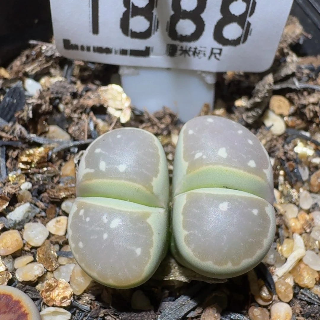 Ssss精品生石花1888