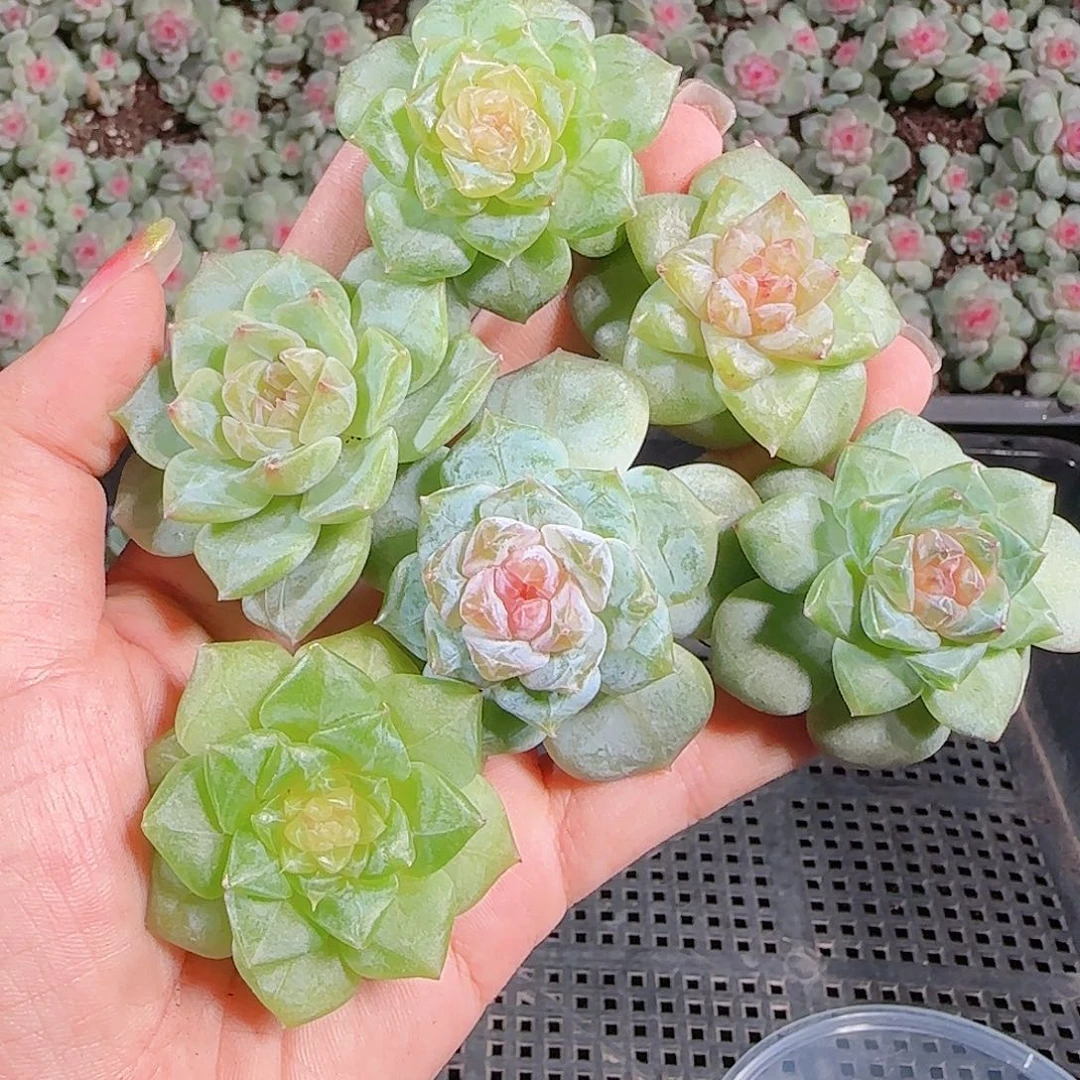 0922---184糖心珍妮