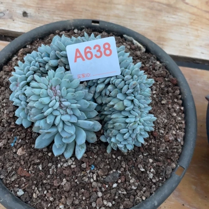 奈***九哈哈哈哈哈哈哈哈638