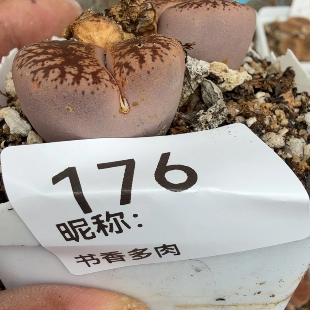 务***烤多肉植物多肉植物多肉植物