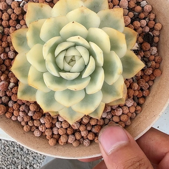 韩水晶锦多肉植物