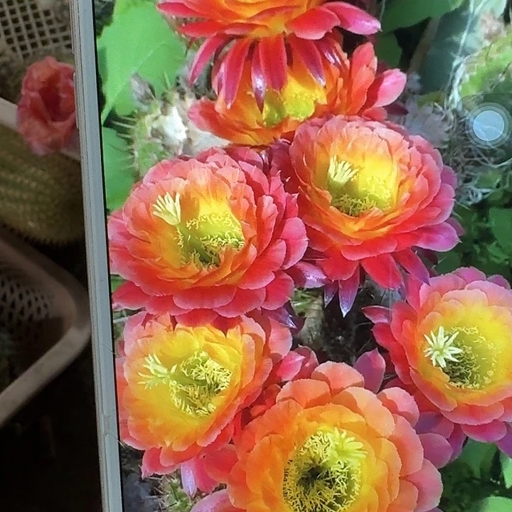 大满贯带根高8公分毛花柱