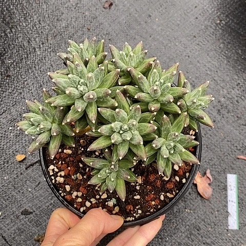 1394多肉植物老桩