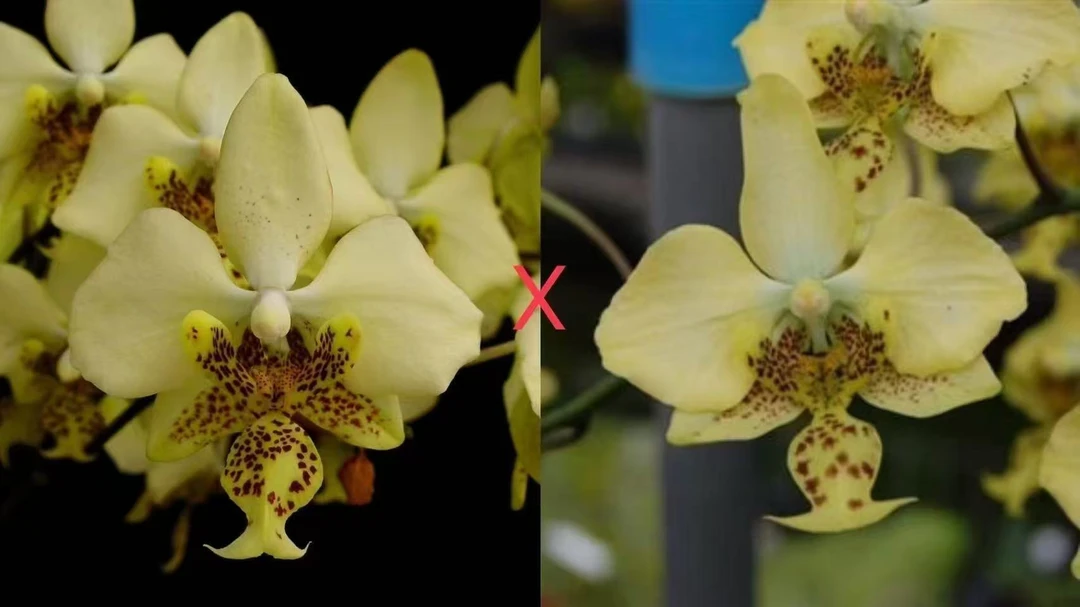 2.5寸 黄色史塔基兄弟交-开花株 叶瑕   原生趣味兰