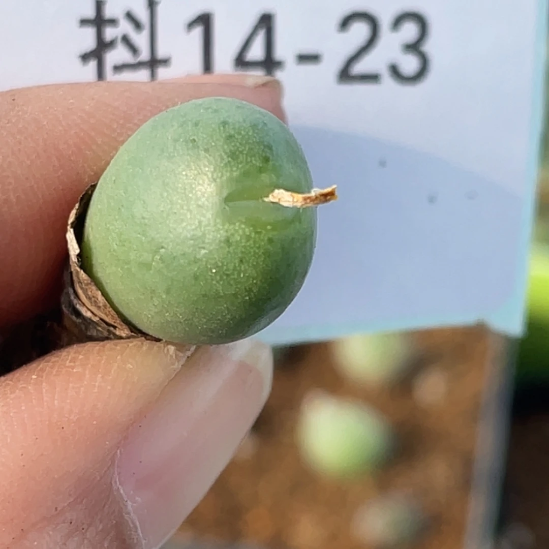 14-23鸭嘴兽多肉植物