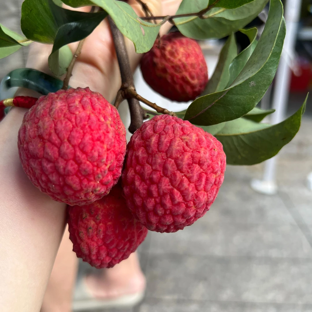 【唐老板专享】顺丰包邮广东增城糯70年老树仙进奉荔枝核小肉厚