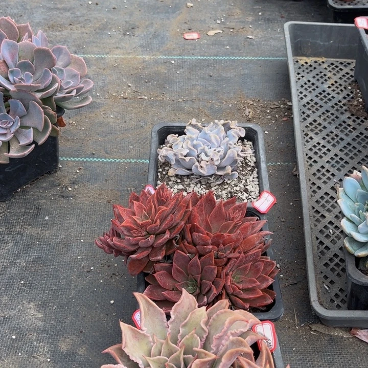 浅***语白饺子红饺子皮米娅