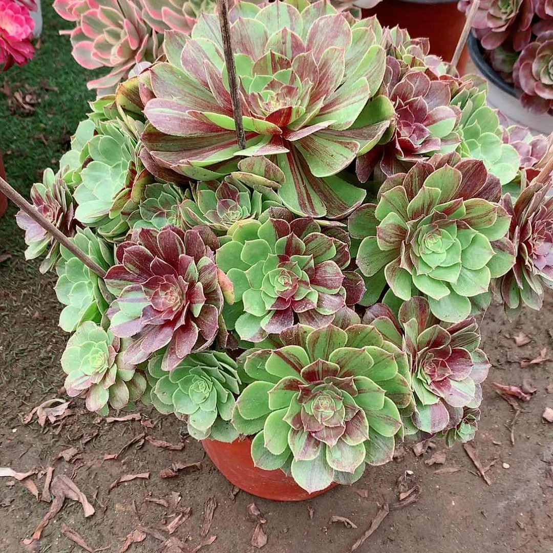 【闪购商品】品**生花月夜，多肉