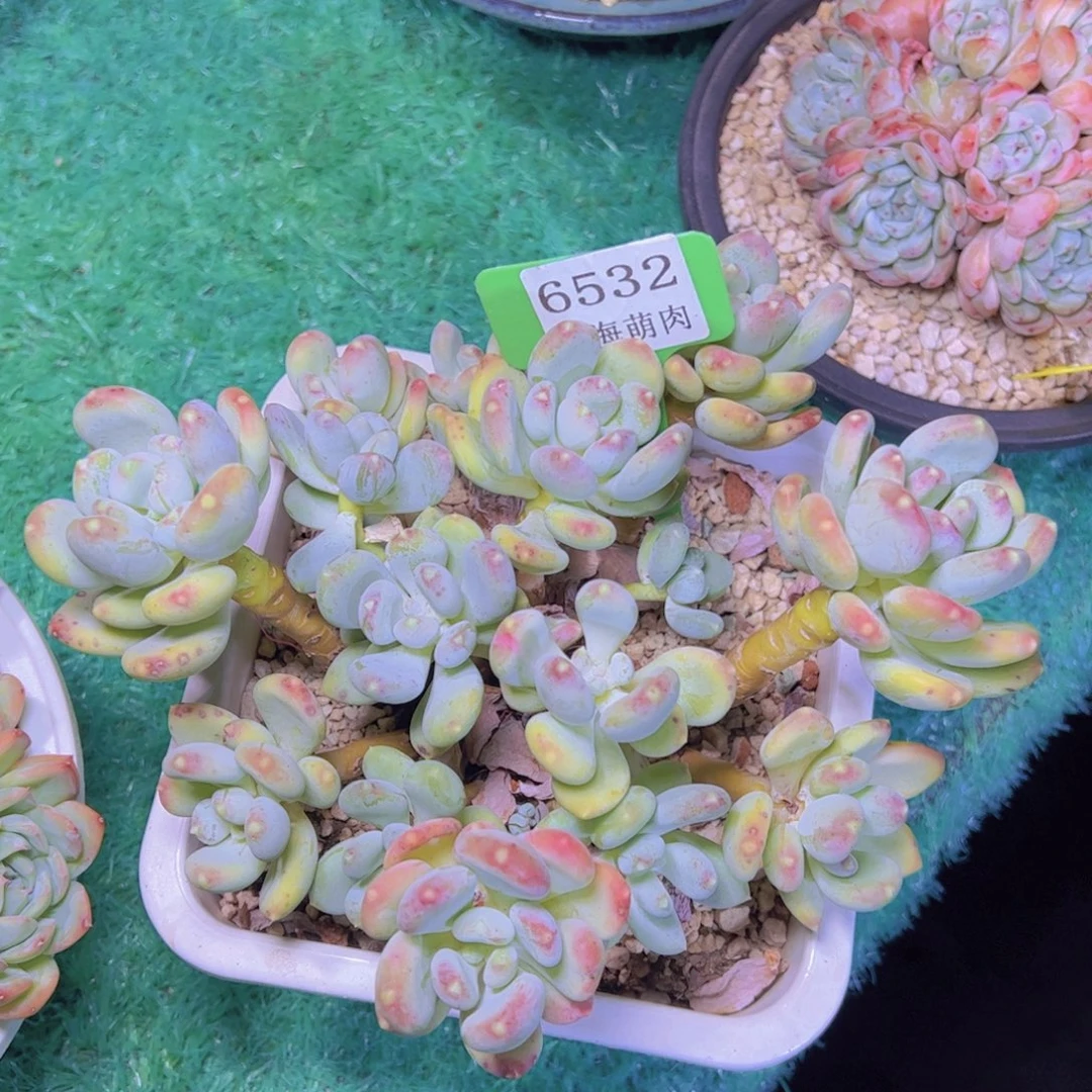 咖啡美人6532多肉植物